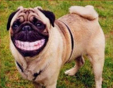 Funny picture of the day